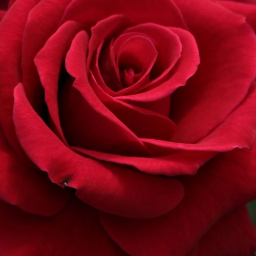 Trandafiri online - trandafir teahibrid - roșu - Rosa National Trust - trandafir cu parfum discret - Samuel Darragh McGredy IV. - Înfloreşte îndelungat,durabil, bun pentru trandafir de tăiere.